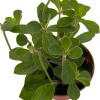 Belly Button Peperomia Plant - Peperomia verticillata Live Plant 2.5" Pot Indoor - Image 1