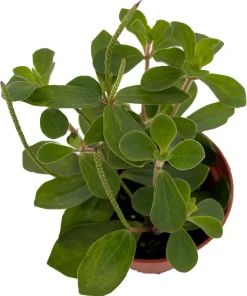 Belly Button Peperomia Plant - Peperomia verticillata Live Plant 2.5