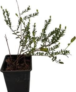 Ben Lear Cranberry Bush Live Plant – Early Fruiting – 3.25" Pot – Zones 4-8 - Image 2