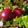 Ben Lear Cranberry Bush Live Plant – Early Fruiting – 3.25" Pot – Zones 4-8 - Image 1