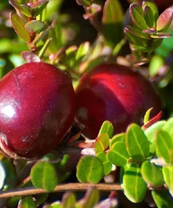 Ben Lear Cranberry Bush Live Plant – Early Fruiting – 3.25
