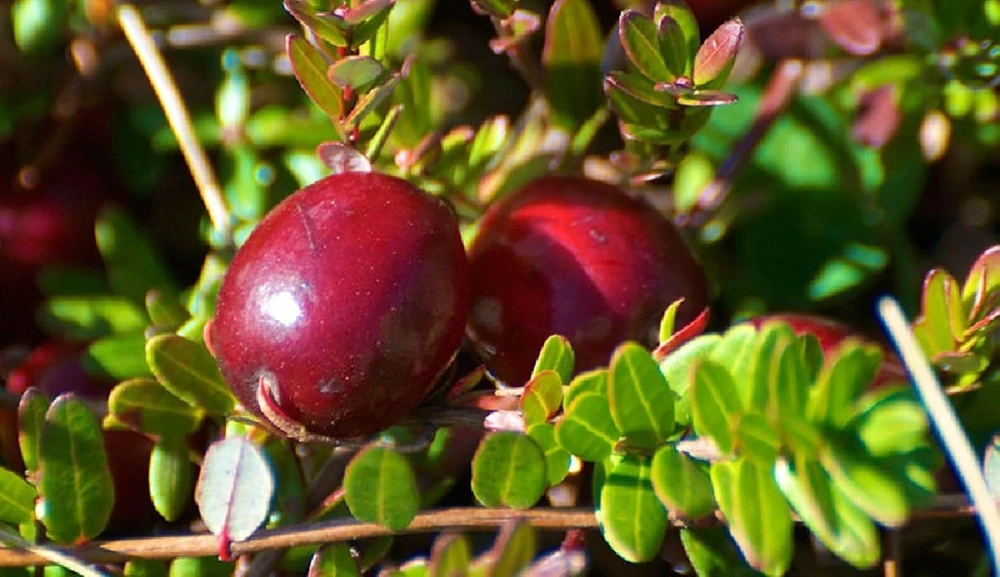Ben Lear Cranberry Bush Live Plant – Early Fruiting – 3.25" Pot – Zones 4-8 - Image 1