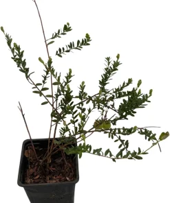 Ben Lear Cranberry Bush Live Plant – Early Fruiting – 3.25