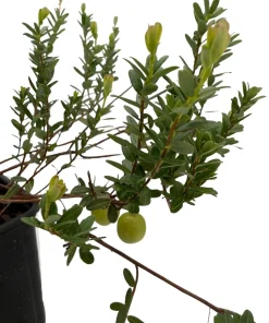 Ben Lear Cranberry Bush Live Plant – Early Fruiting – 3.25