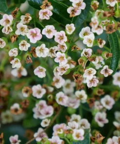 Berry Box Pyracomeles Live Plant – 4 inch Pot – Evergreen Shrub – Outdoor - Image 2