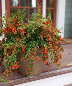 Berry Box Pyracomeles Live Plant – 4 inch Pot – Evergreen Shrub – Outdoor - Image 1