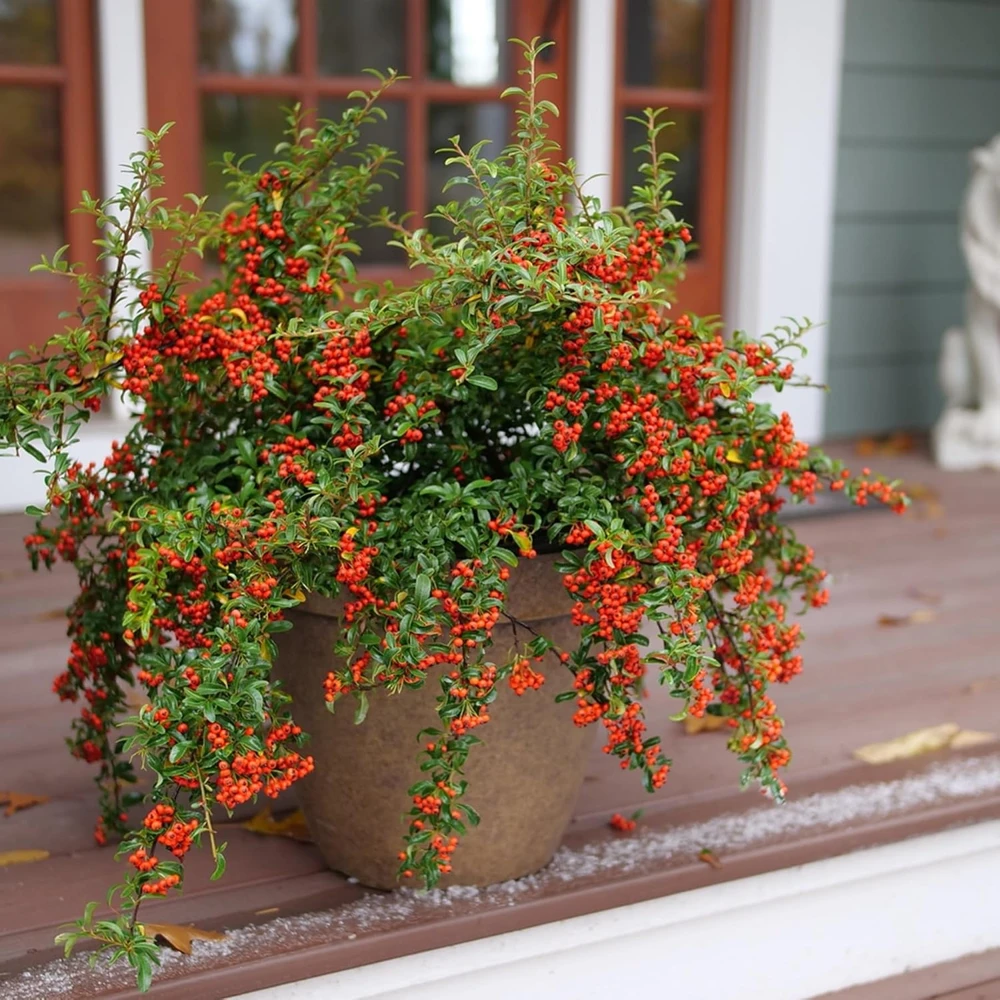 Berry Box Pyracomeles Live Plant – 4 inch Pot – Evergreen Shrub – Outdoor - Image 1