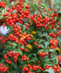 Berry Box Pyracomeles Live Plant – 4 inch Pot – Evergreen Shrub – Outdoor - Image 3