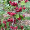 Berry Scape Chokeberry Live Plant - Red Aronia - 4 inch Pot - Outdoor Shrub - Image 1