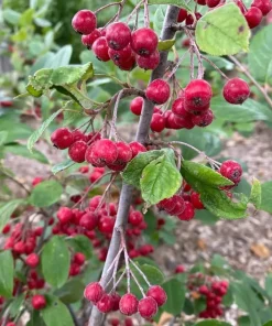 Berry Scape Chokeberry Live Plant - Red Aronia - 4 inch Pot - Outdoor Shrub - Image 1