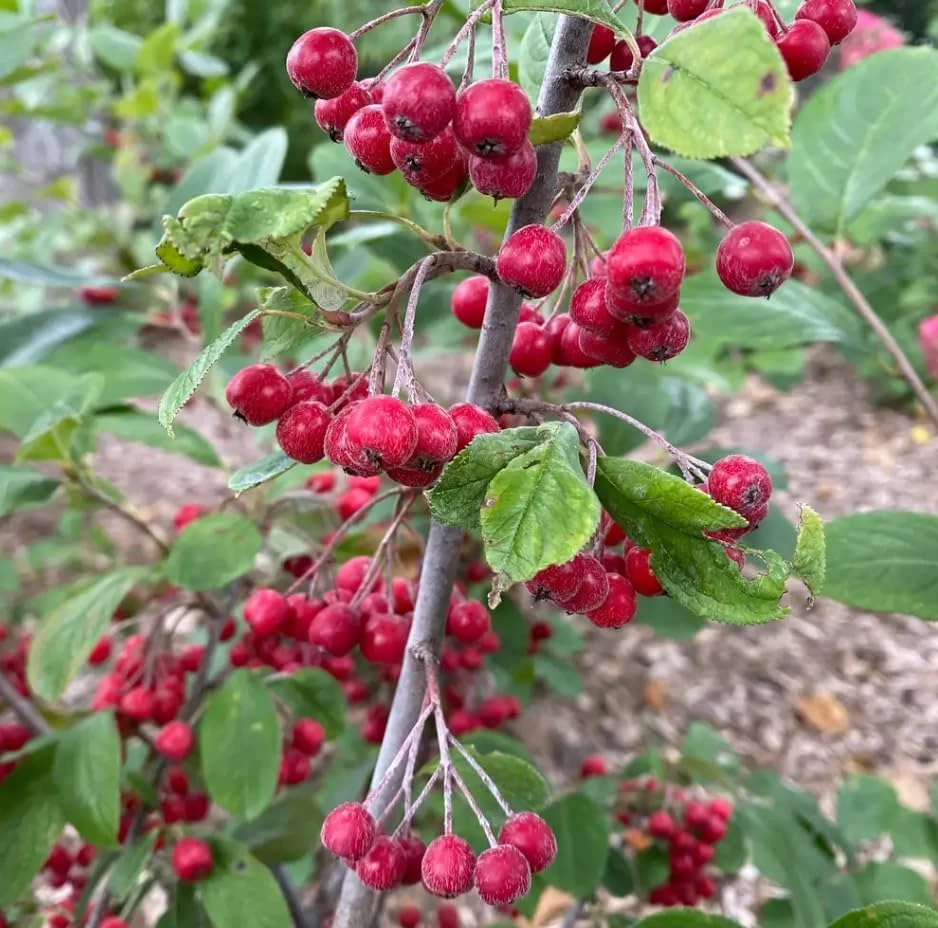 Berry Scape Chokeberry Live Plant - Red Aronia - 4 inch Pot - Outdoor Shrub - Image 1