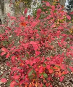 Berry Scape Chokeberry Live Plant - Red Aronia - 4 inch Pot - Outdoor Shrub - Image 2