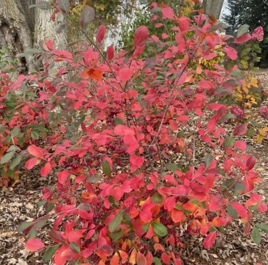 Berry Scape Chokeberry Live Plant - Red Aronia - 4 inch Pot - Outdoor Shrub - Image 2