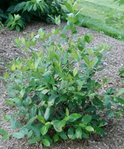 Berry Scape Chokeberry Live Plant - Red Aronia - 4 inch Pot - Outdoor Shrub - Image 3