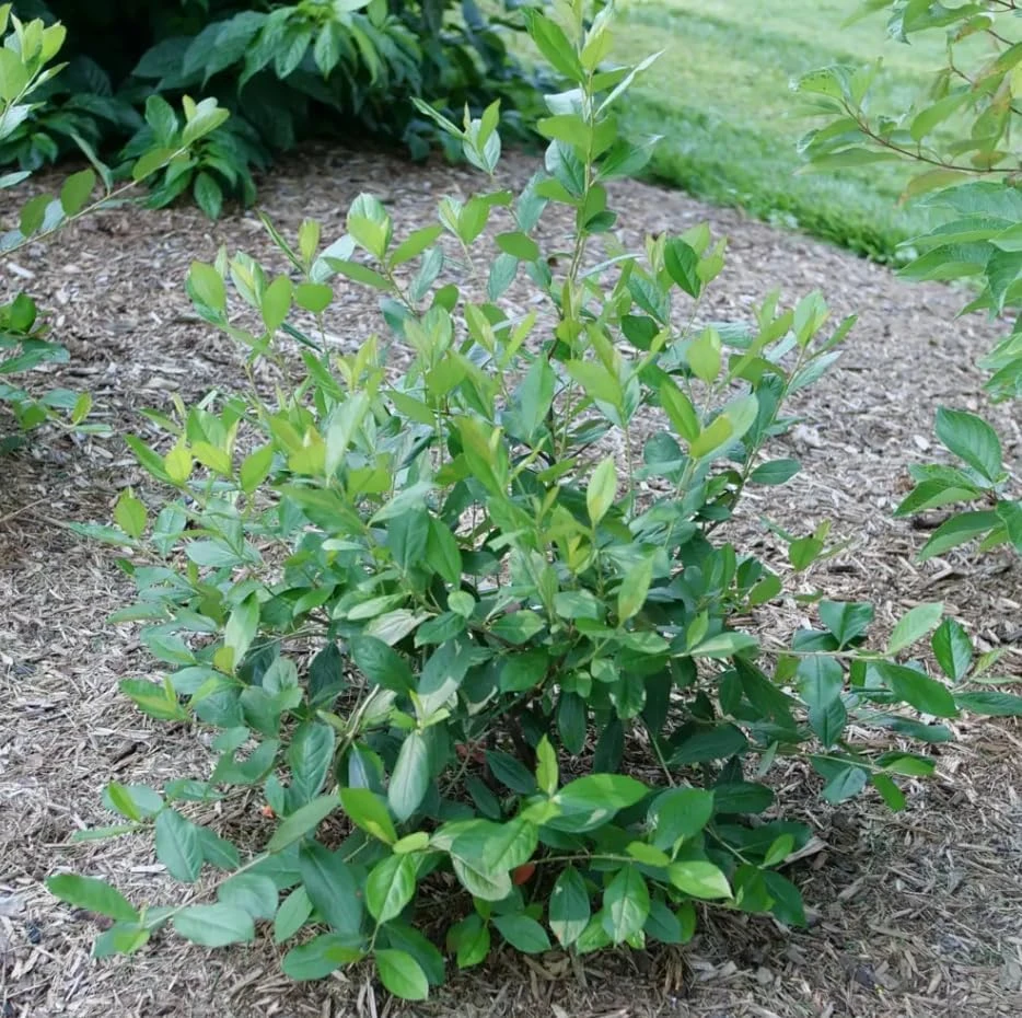 Berry Scape Chokeberry Live Plant - Red Aronia - 4 inch Pot - Outdoor Shrub - Image 3