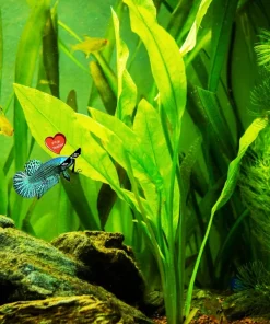 Betta Guppies Wort & Plantago Major Live Aquarium Plants for Fish Tanks - Image 2