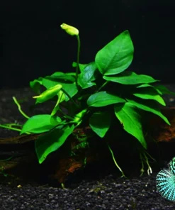 Betta Guppies Wort & Plantago Major Live Aquarium Plants for Fish Tanks - Image 3