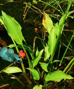 Betta Guppies Wort & Plantago Major Live Aquarium Plants for Fish Tanks - Image 4