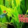 Betta Guppies Wort & Plantago Major Live Aquarium Plants for Fish Tanks - Image 1
