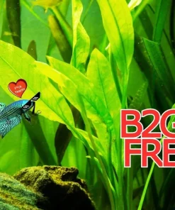 Betta Guppies Wort & Plantago Major Live Aquarium Plants for Fish Tanks - Image 1