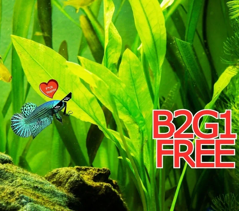 Betta Guppies Wort & Plantago Major Live Aquarium Plants for Fish Tanks - Image 1