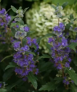 Beyond Midnight Bluebeard Caryopteris Live Plant – 4" Pot – Full Sun – Zones 5-9 - Image 2