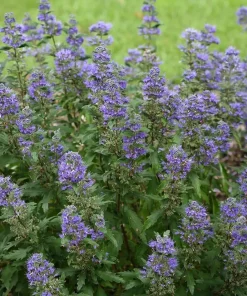 Beyond Midnight Bluebeard Caryopteris Live Plant – 4