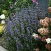 Beyond Midnight Bluebeard Caryopteris Live Plant – 4" Pot – Full Sun – Zones 5-9 - Image 1