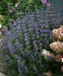 Beyond Midnight Bluebeard Caryopteris Live Plant – 4