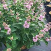 Beyond Pink'D Bluebeard Caryopteris Live Plant - Pink Flowers, 4" Pot - Image 1