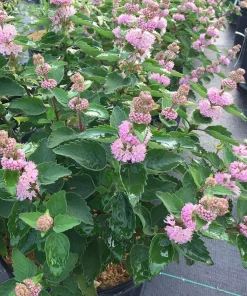 Beyond Pink'D Bluebeard Caryopteris Live Plant - Pink Flowers, 4