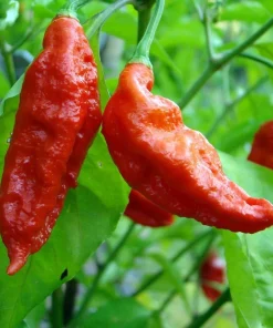 Bhut Jolokia Chile Pepper Live Plant 4" Pot - Ghost Pepper - World's Hottest - Image 2