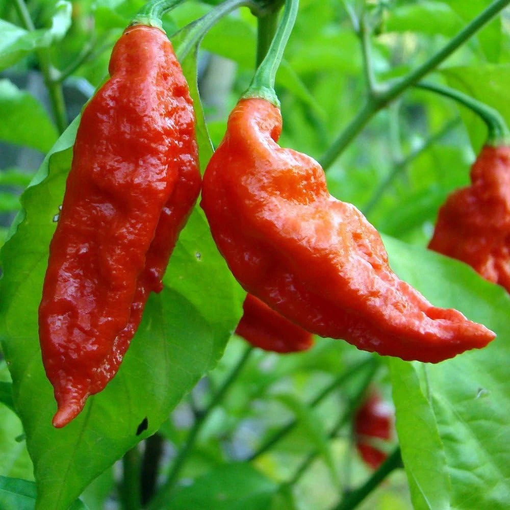 Bhut Jolokia Chile Pepper Live Plant 4" Pot - Ghost Pepper - World's Hottest - Image 2
