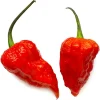 Bhut Jolokia Chile Pepper Live Plant 4" Pot - Ghost Pepper - World's Hottest - Image 1