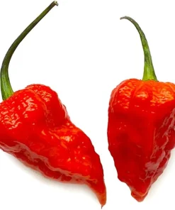 Bhut Jolokia Chile Pepper Live Plant 4