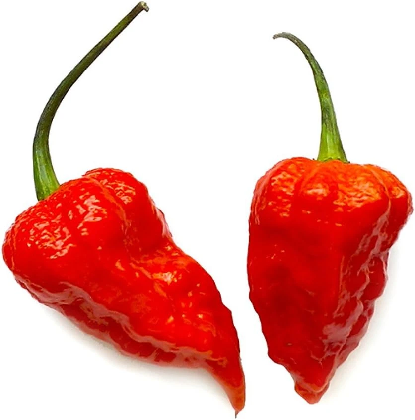 Bhut Jolokia Chile Pepper Live Plant 4" Pot - Ghost Pepper - World's Hottest - Image 1