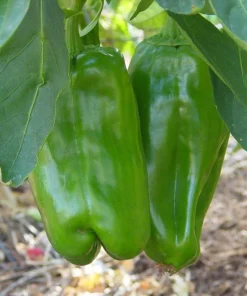 Big Bertha Sweet Pepper Seeds - 10 Count - Giant Bell Peppers - Image 1