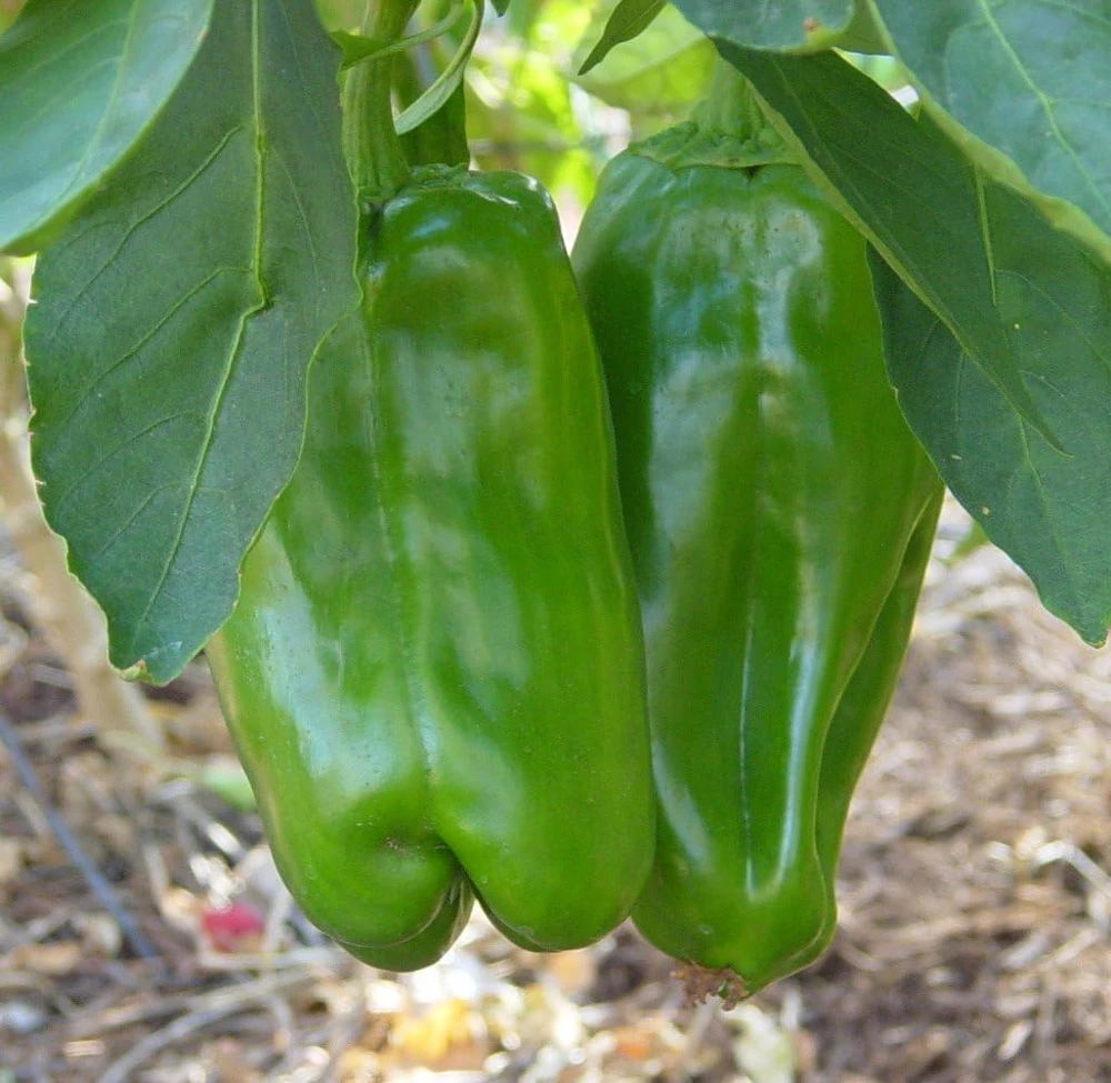 Big Bertha Sweet Pepper Seeds - 10 Count - Giant Bell Peppers - Image 1
