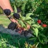 Big Daddy Thornless Blackberry Live Plant Starter Plug - 3 Pack - Giant Sweet Berries - Image 1