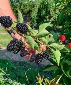 Big Daddy Thornless Blackberry Live Plant Starter Plug - 3 Pack - Giant Sweet Berries - Image 1