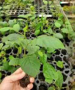 Big Daddy Thornless Blackberry Live Plant Starter Plug - 3 Pack - Giant Sweet Berries - Image 2