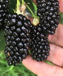 Big Daddy Thornless Blackberry Live Plant Starter Plug - 3 Pack - Giant Sweet Berries - Image 3