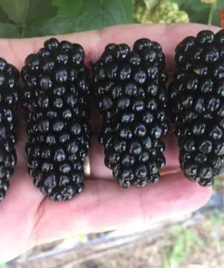 Big Daddy Thornless Blackberry Live Plant Starter Plug - 3 Pack - Giant Sweet Berries - Image 4