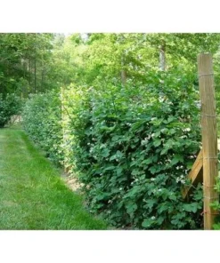 Big Daddy Thornless Blackberry Live Plant Starter Plug - 3 Pack - Giant Sweet Berries - Image 5