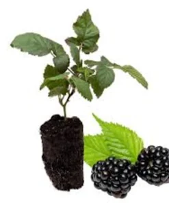 Big Daddy Thornless Blackberry Live Plant Starter Plug - 3 Pack - Giant Sweet Berries - Image 6