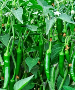 Big Jim Pepper Seeds - 100 Count - Large 12