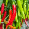 Big Jim Pepper Seeds - 100 Count - Large 12" Mild Chili Peppers - Green to Red - Image 1