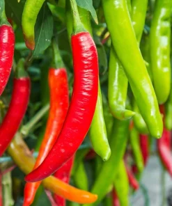 Big Jim Pepper Seeds - 100 Count - Large 12