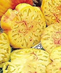 Big Rainbow Heirloom Tomato Seeds - 50 Count Beefsteak Variety - Image 2