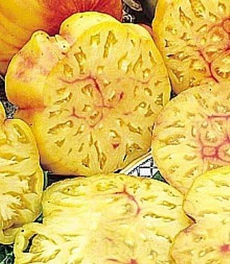 Big Rainbow Heirloom Tomato Seeds - 50 Count Beefsteak Variety - Image 2